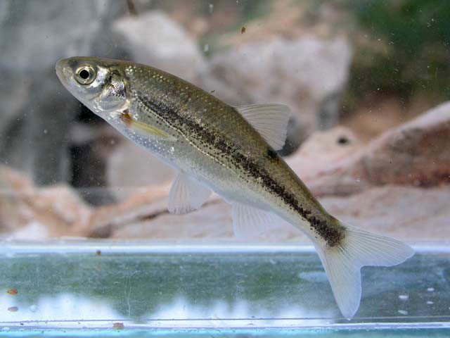 Telestes souffia (Risso, 1827)